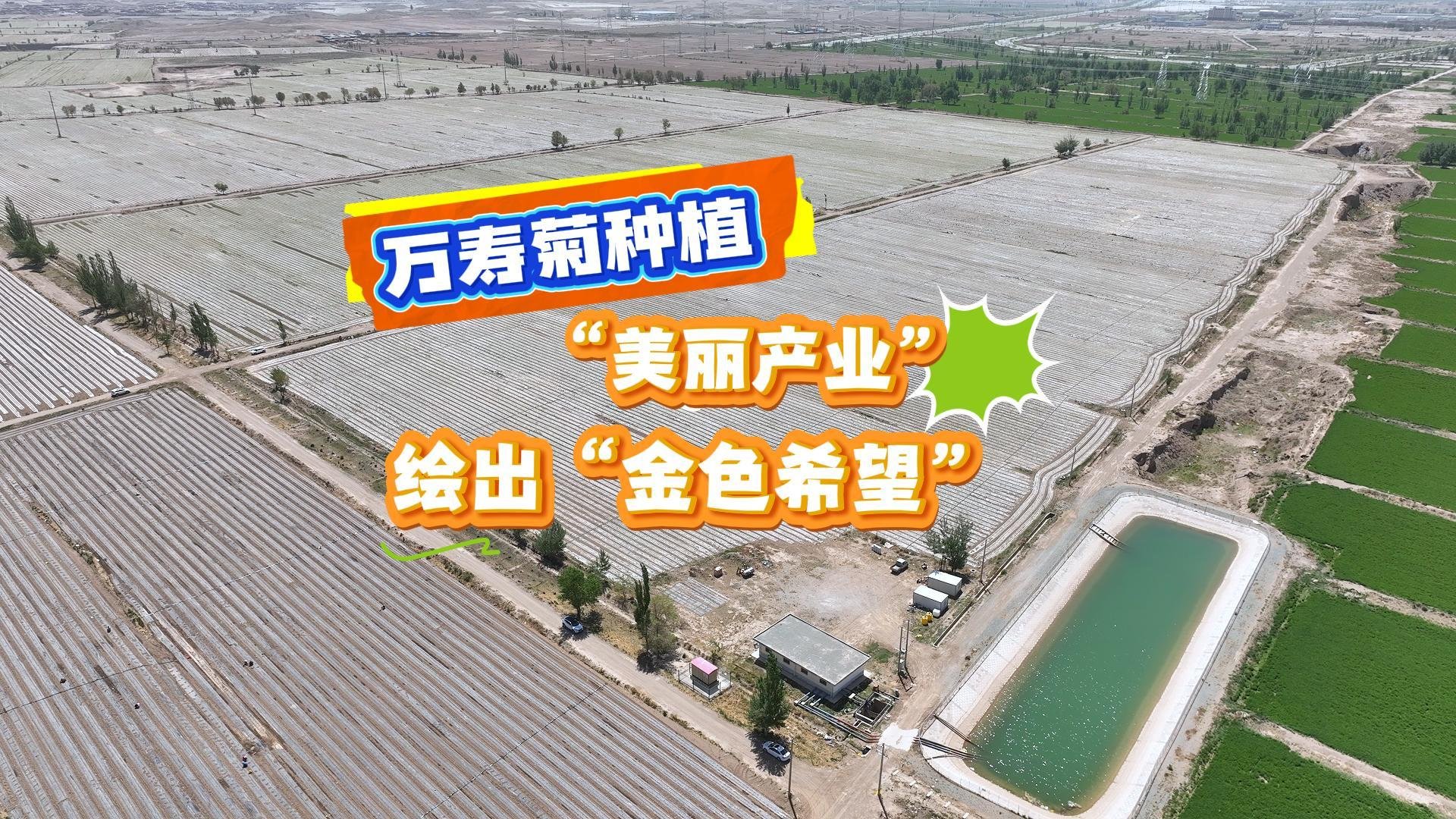 萬(wàn)壽菊種植正酣 “美麗產(chǎn)業(yè)”繪出“金色希望